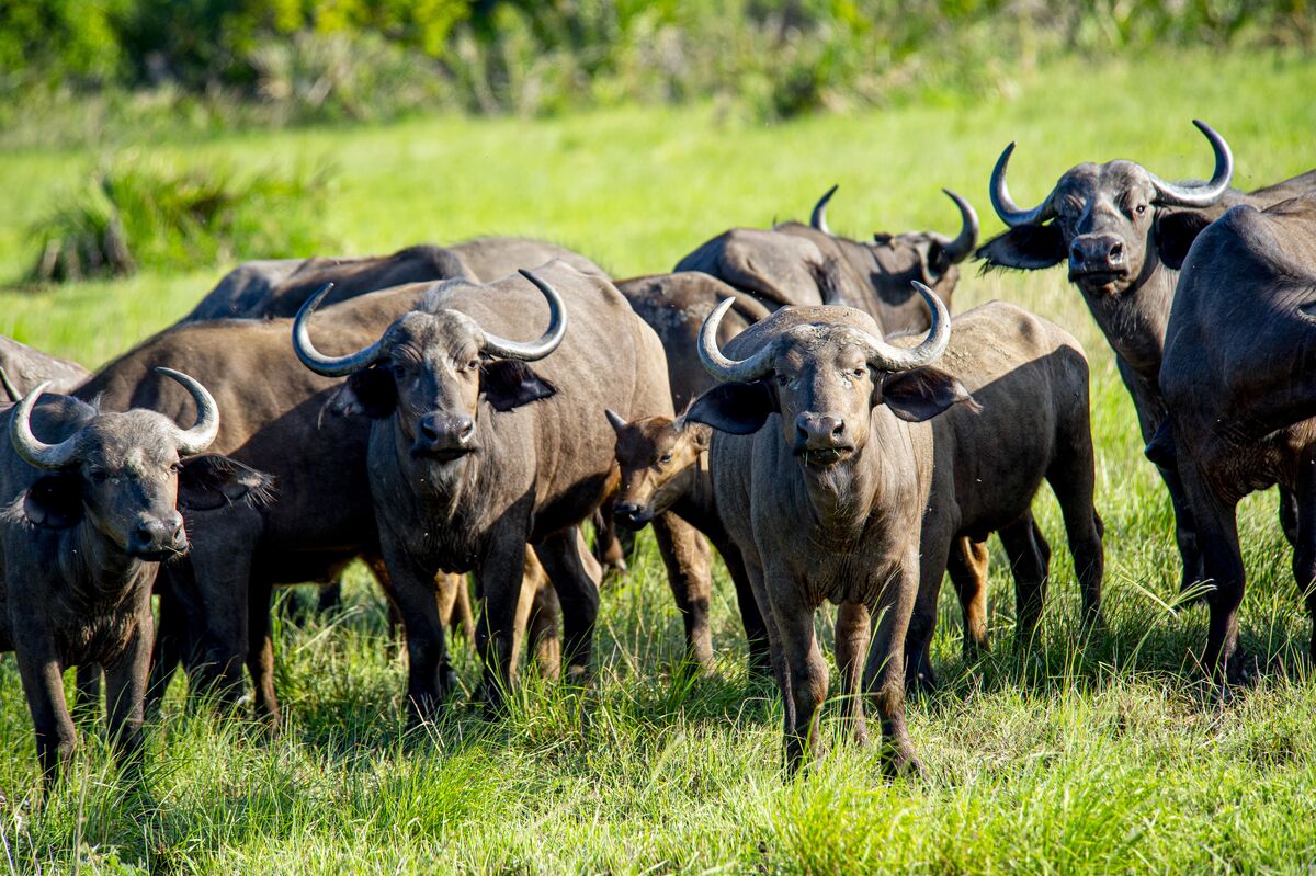 A herd of buffalo in the coastal savannah at Saadani