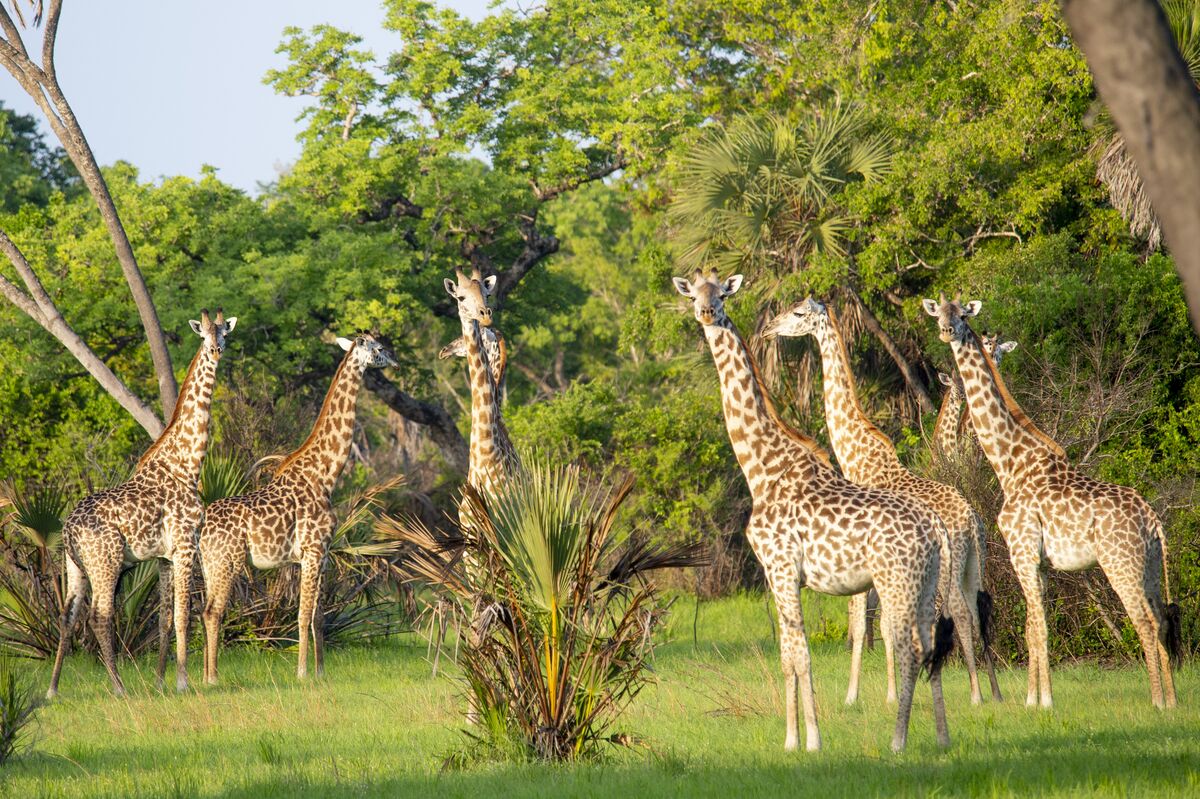 The park and the shore — Buffalo, giraffe, waterbuck and baboon on the floodplain, the estuary from the air, and the beach at first light.