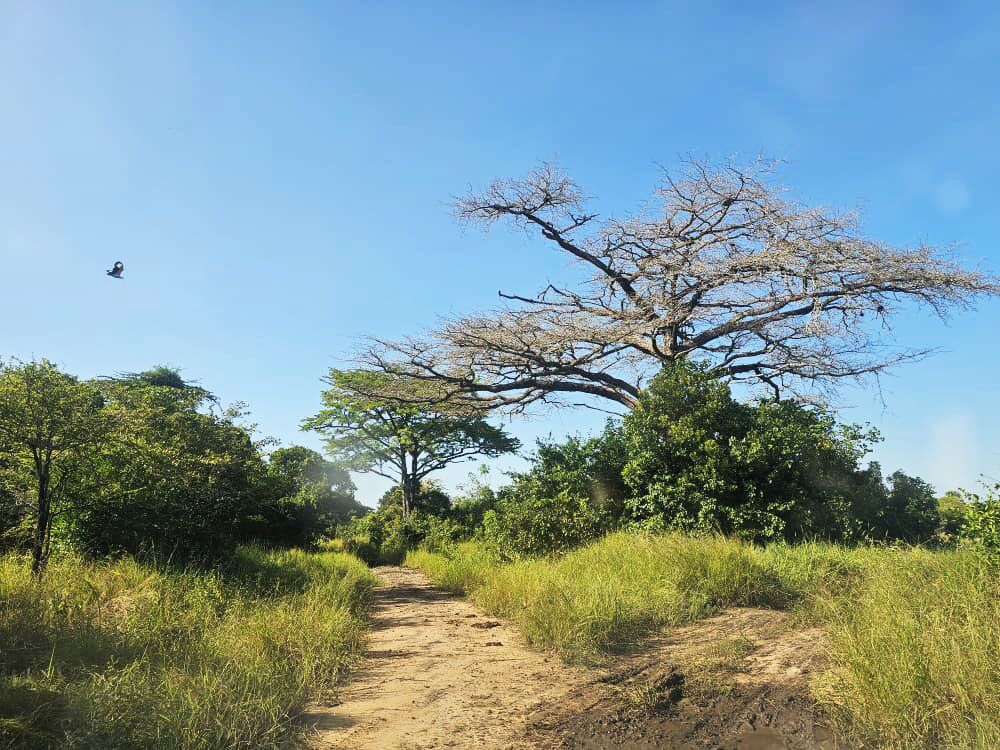 The park and the shore — Buffalo, giraffe, waterbuck and baboon on the floodplain, the estuary from the air, and the beach at first light.